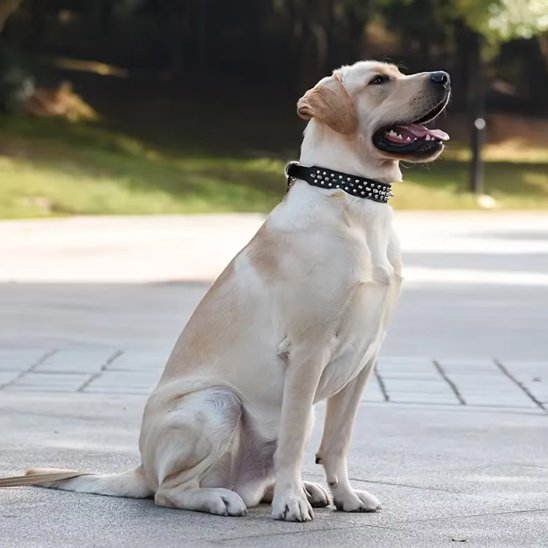 Collier pour Chien Polyvalence morphologique