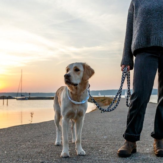 Collier pour chien Résistant aux intempéries