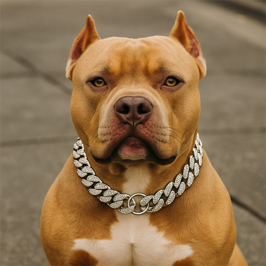 Collier pour chien | Le RockPatte™
