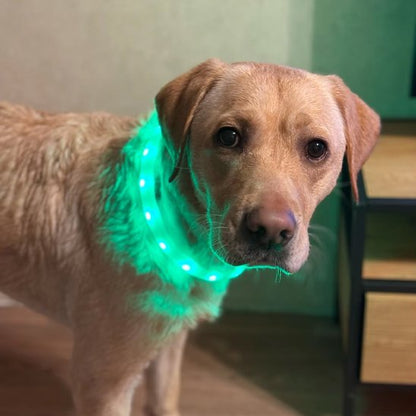 Collier pour chien Sécurité renforcée