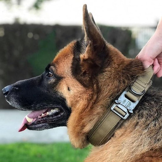 collier pour chien style tactique