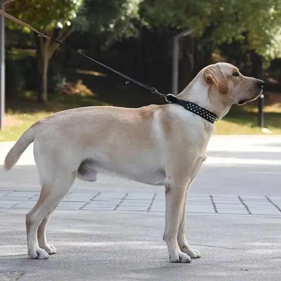 Collier pour Chien Système de fermeture sécurisé