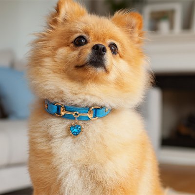collier pour chien confort