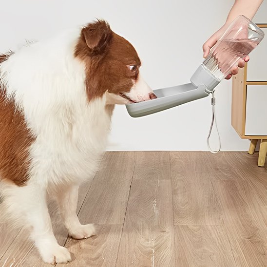 Gourde chien Portable et léger 