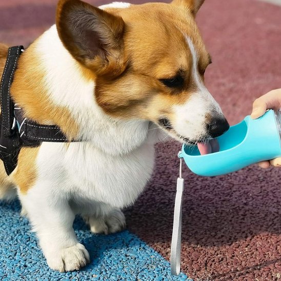 Gourde pour chien Gamelle intégrée inclinée