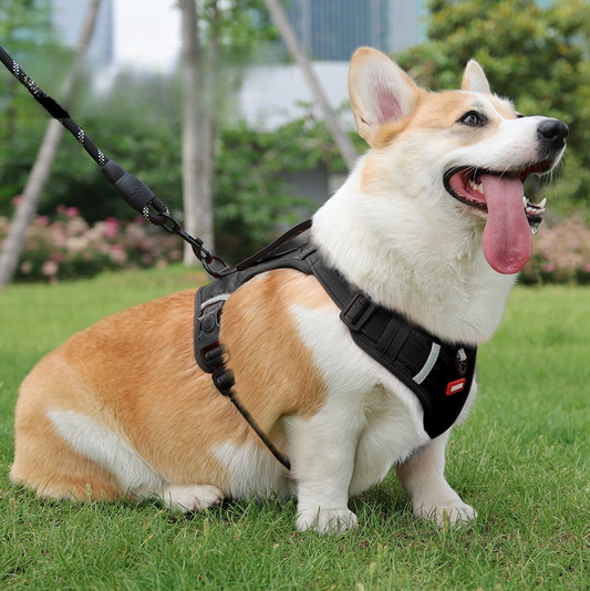 harnais anti traction pour chien confort securite