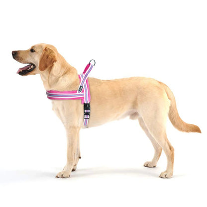 harnais chien Labrador