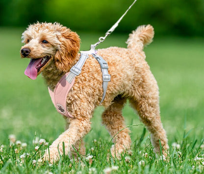 harnais chien anti traction confort contrôle