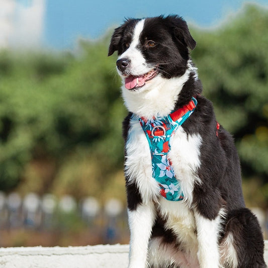 harnais chien anti traction confortable et élégant