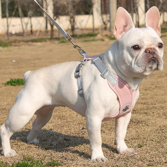 harnais chien anti traction en X sécurité