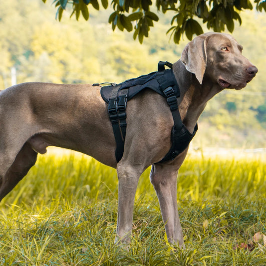 harnais chien anti traction poignée contrôle