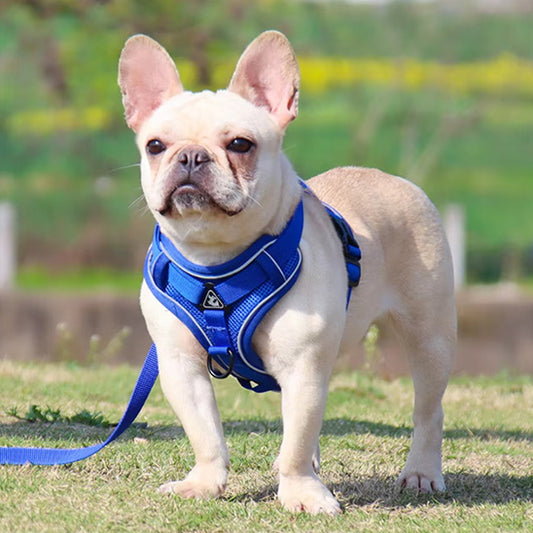 harnais chien avec attache bleu