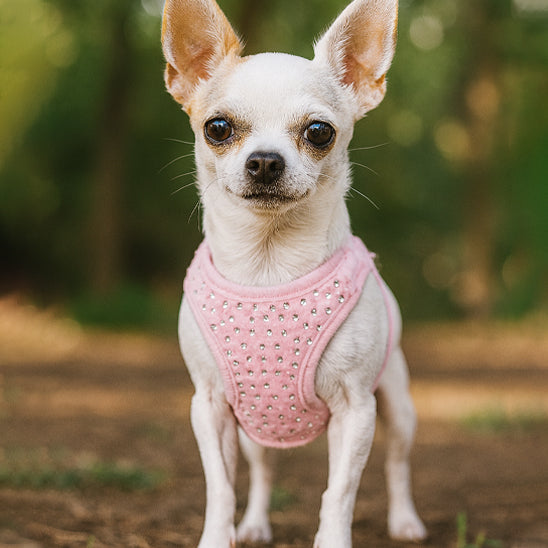 harnais petit chien style