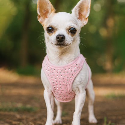 harnais petit chien style