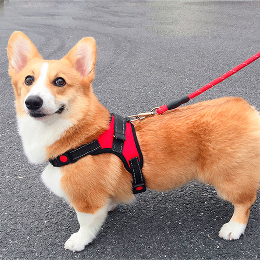 harnais pour chien corgi