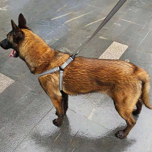 harnais-pour-chien-facile