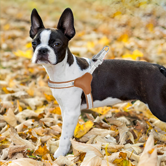 Harnais pour chien | PetitePattes™