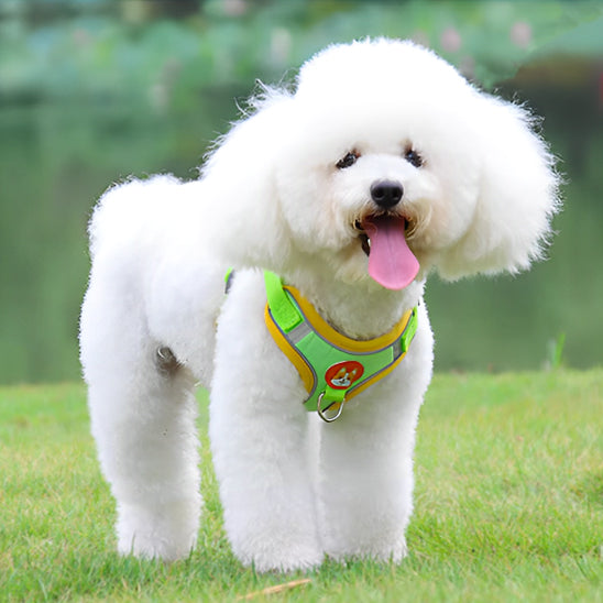 harnai pour chien sans stress