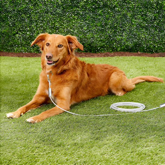 laisse chien ultra résistante