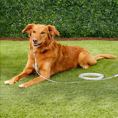 laisse chien ultra résistante