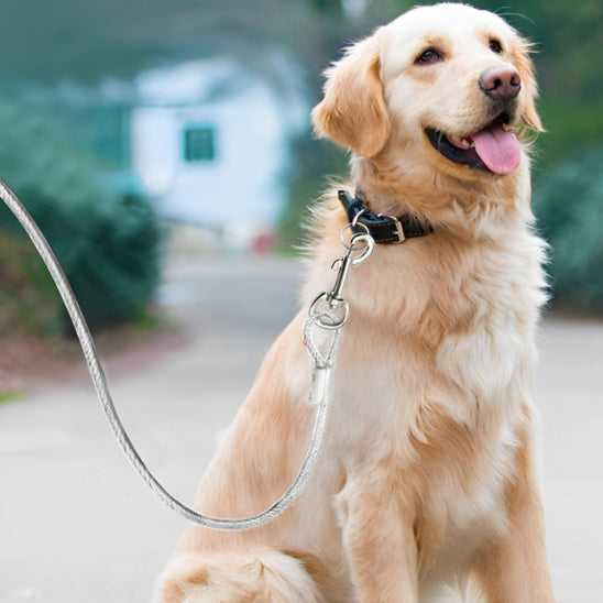 laisse chien controle sécurité