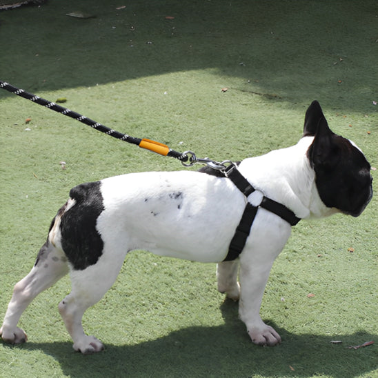 laisse chien courte et sécuritaire