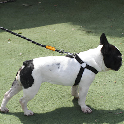 laisse chien courte et sécuritaire