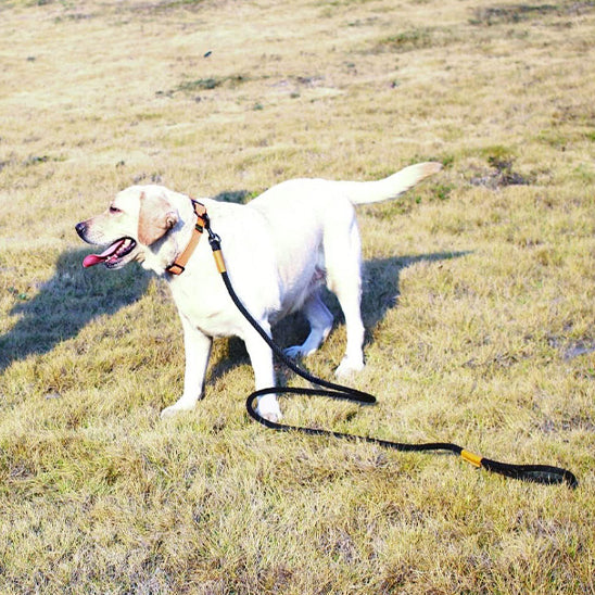 laisse chien entrainement rappel parfait
