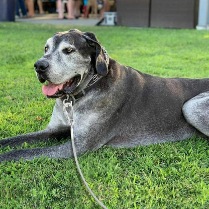 laisse chien fil métallique galvanisé