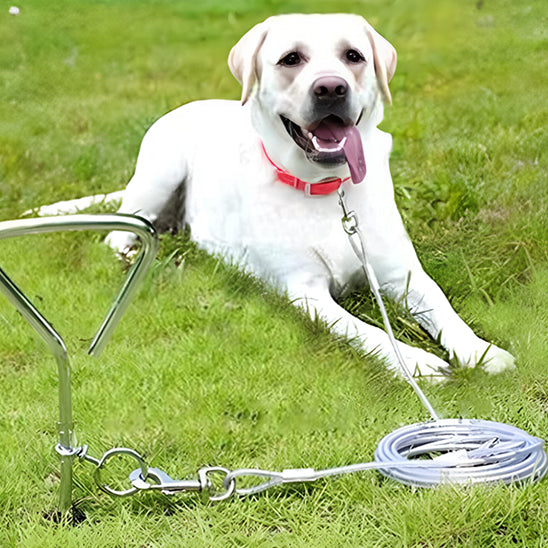 laisse chien pratique pour activité liberté