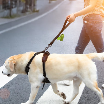 Laisse chien | Patte MaÎtrisée™