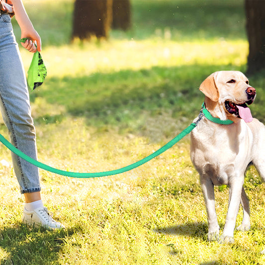 laisse pour chien balade campagne
