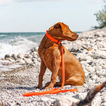Laisse pour chien | Patte Seiche™