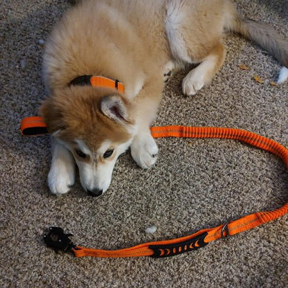 laisse pour chien bungee