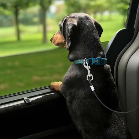 Laisse pour chien | Pat TravelSécure™