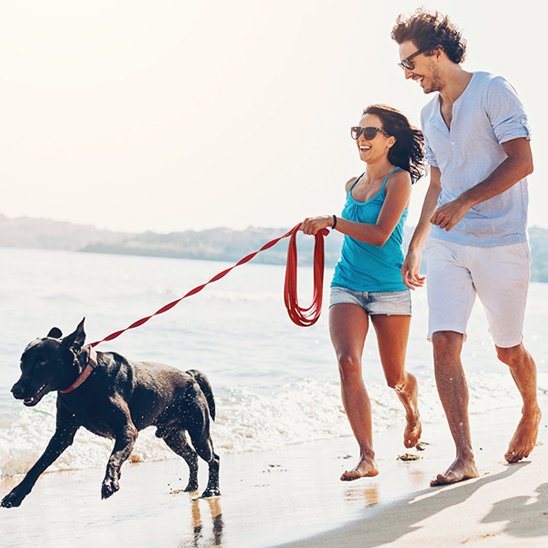 Laisse pour chien contrôle et plaisir