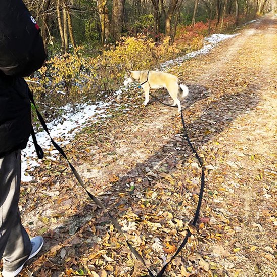 Laisse pour chien Contrôle optimisé