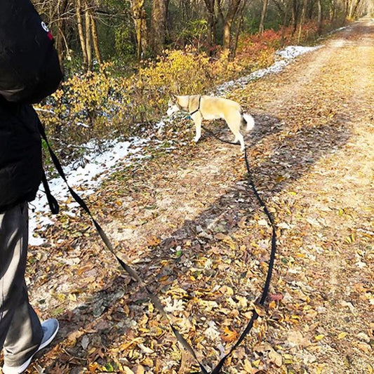 Laisse pour chien Contrôle optimisé