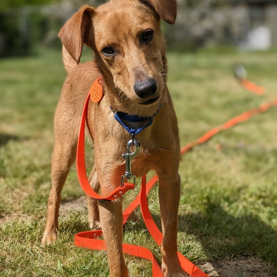 Laisse pour chien | Patte Seiche™