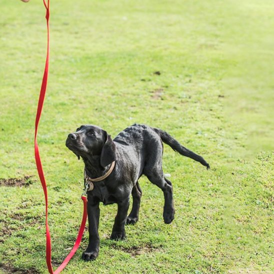 Laisse pour chien Polyvalence d'usage