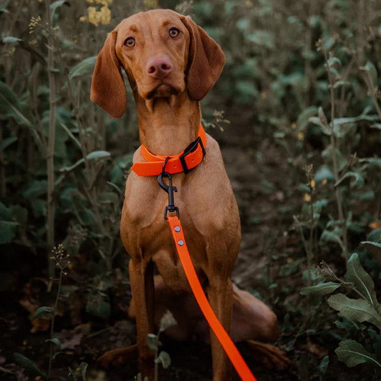 Laisse pour chien | Patte Seiche™