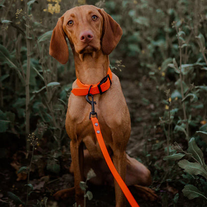 Laisse pour chien | Patte Seiche™