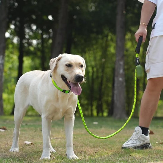 laisse pour chien réfléchissante
