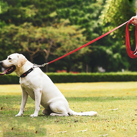Laisse pour chien Résistance renforcée