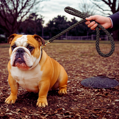 laisse pour chien robuste 2