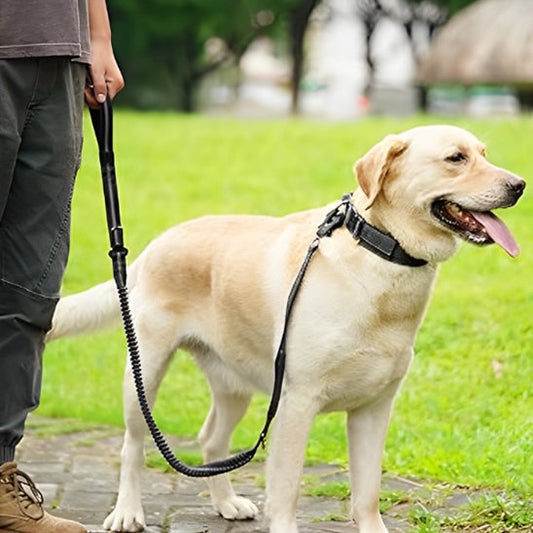 laisse pour chien securitaire
