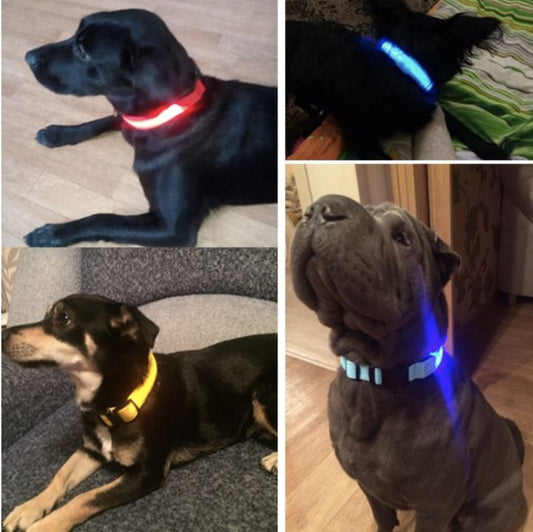 LedCollar™ - Collier à LED rechargeable pour chien - Pattes Museau et Cie