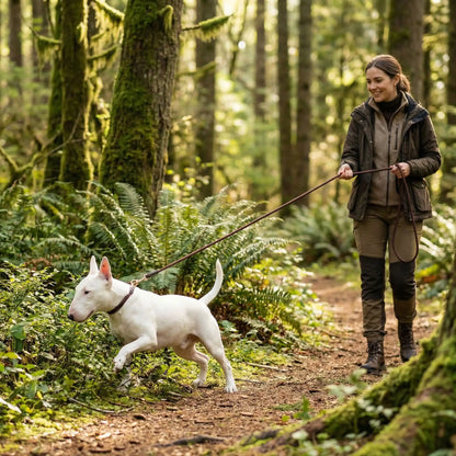longe chien ballade forêt liberté contrôlée