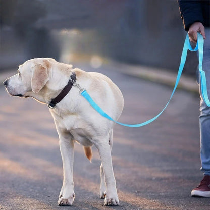 longe chiens détendu obéissant