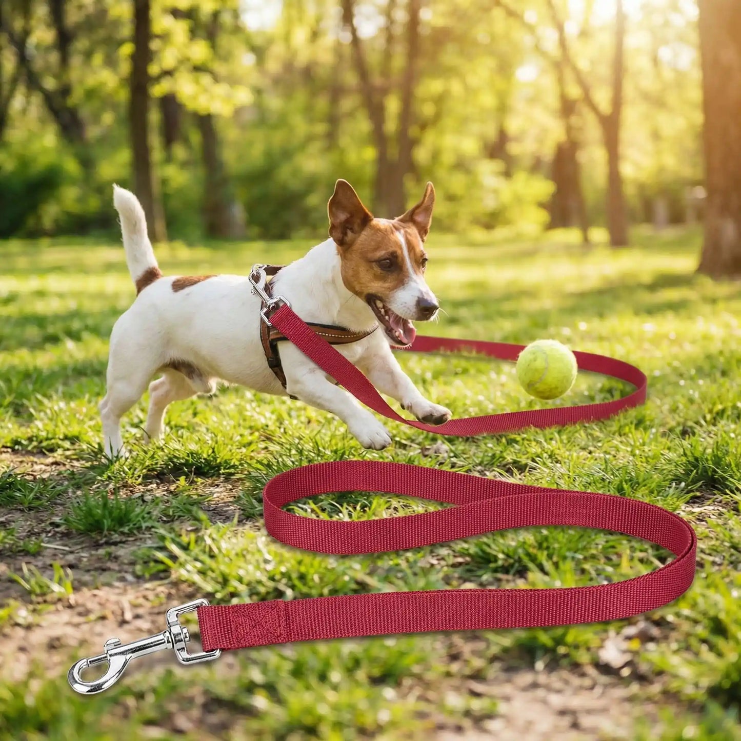 longe-chiens-jeux-simplifiés